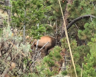 Cat and mouse with this bull six point bull elk