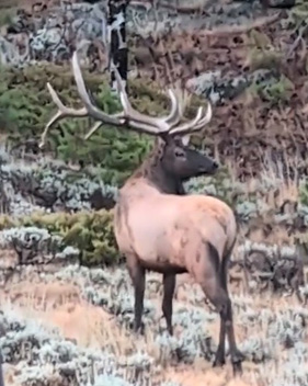 Still frame from 23 seconds of video 6 point bull elk