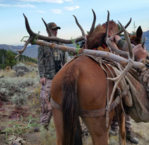 Horse loaded down with our bull i went hunting Packing out bull elk on horse