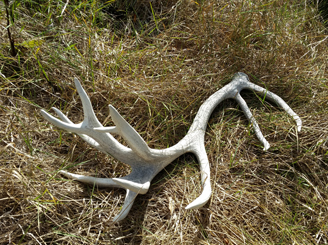 While searching for sheds, found two tahr skulls(no pics) i went hunting new zealand