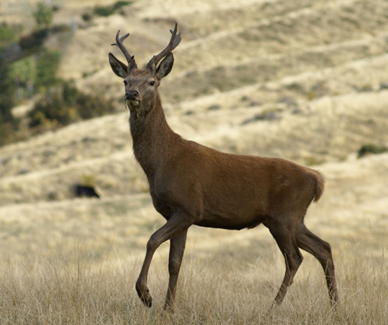 Munching on grass in hopes of becoming one of the big boys i went hunting red stag, Young red stag in new zealand