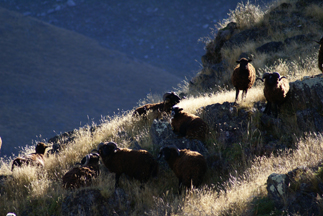 Bunch of Arapawa sheep hanging out on the rocky slopes i went hunting sheep Arapawa ram