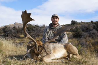 Dallas with fallow deer, nice back scratchers i went hunting fallow deer, fallow buck