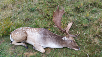 His buddy walked within 50 yards of us during our stalk fallow deer buck new zealand