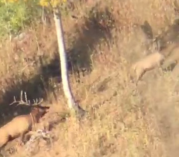 Not the huge herd bull we saw Friday, but a bull nonetheless 6 point bull elk while scouting i went hunting elk