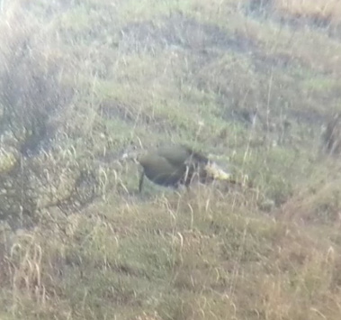 Long beard seen through spotting scope i went hunting turkey long beard