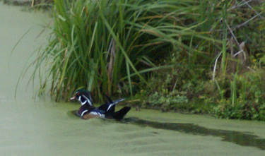 Saw a bunch of wood ducks along the way wood duck while moose hunting