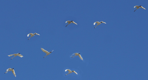 Saw this flock as soon as we arrived flock of tundra swans, swan hunting