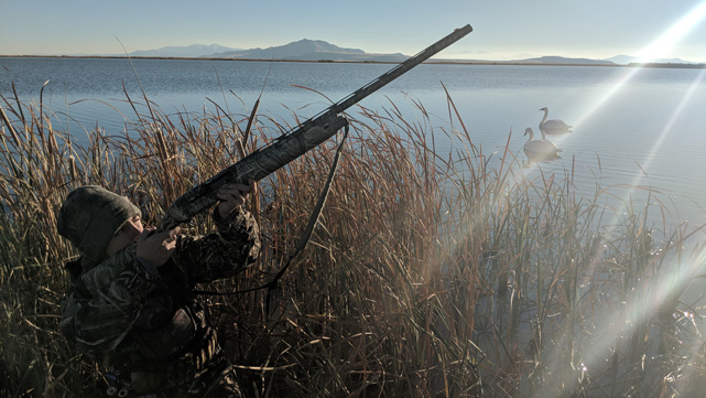 Tucked behind the reeds, waiting for the swans i went hunting swan, tundra swan