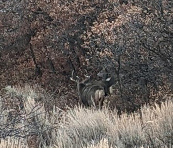Saw some smaller bucks 3x4 mule deer buck