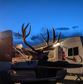 Awesome contrast against the night sky giant non-typical mule deer
