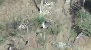 Center and lower left, 2 of the 3 deer and one's a shooter Coues deer buck white tail waving