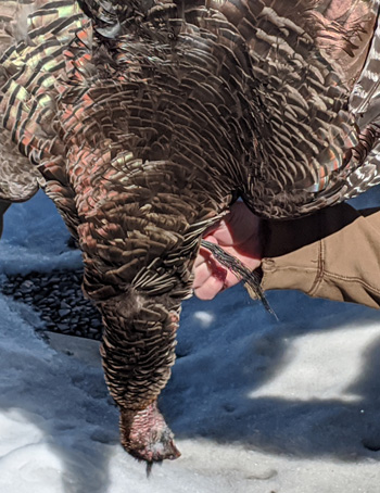 Could this have been the bearded hen we saw earlier? bearded hen turkey