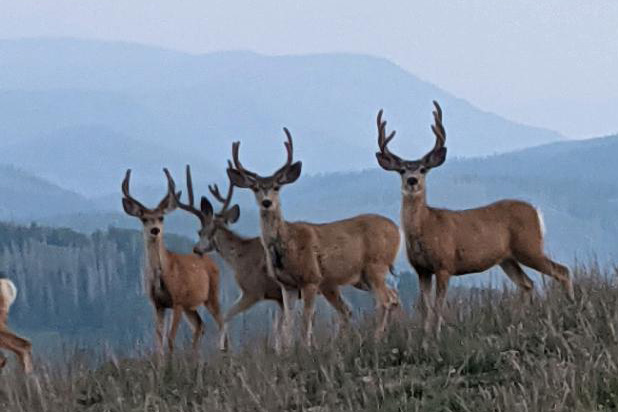 Scouting -- Carson found where these bucks were hanging out and hoped to hunt them during archery hunt mule deer bucks in velvet