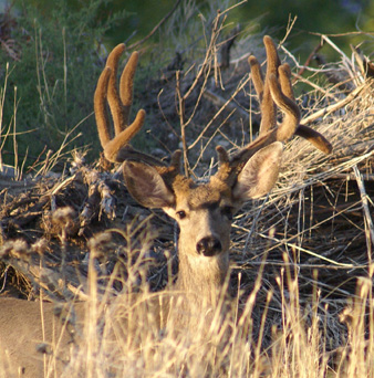 Too bad Carson couldn't have had a chance at these mule deer in velvet with big kicker
