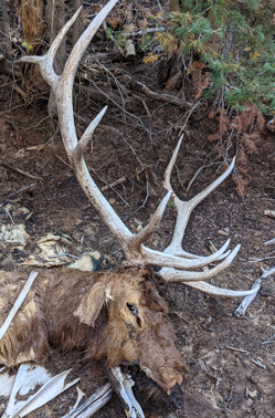 Found deadhead while waiting for Carson six point bull elk deadhead