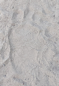 But a bear walked right over my tracks bear track