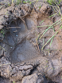 Several hunters saw bears, I didn't bear track