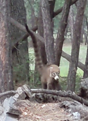 My...what a long tail you have... coatimundu