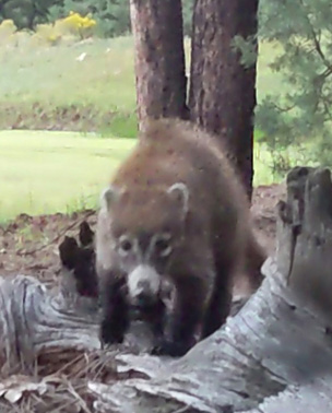 Coatimundi came for a visit coatimundi