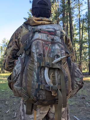 Walking back we found this coues deer antler shed Coues deer antler shed