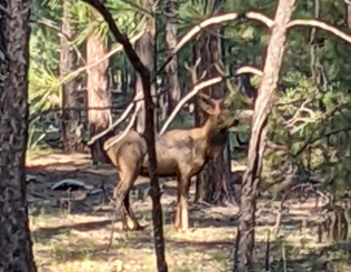 This 5 point had no idea I was there bull elk