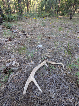 Elk shed on our hike out elk antler shed