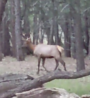 Smaller bull gave me a couple of shot opportunities bull elk