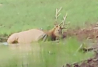 Watched this bull wallow for several minutes elk wallowing