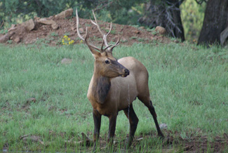 Raghorn bull, promising... raghorn bull