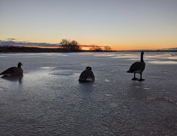 Decoy setup on frozen pond worked decoy setup on frozen pond