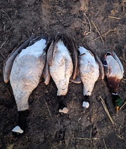 Clearly shooting various species of Canada geese various species of Canada geese, i went hunting canada geese