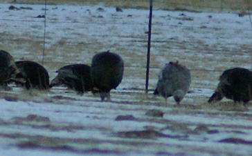 Lousy pic doesn’t do the almost-white turkey justice white wild turkey, white turkey