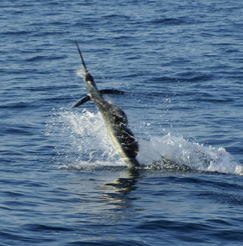 Putting up a good fight! Sailfish Putting up a good fight Alcapulco Mexico