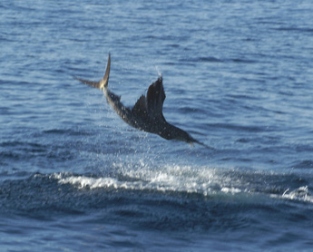 This guy was quite a fighter as well. Once he got close enough to see the boat, he went crazy! Catching sailfish in Acapulco Mexico