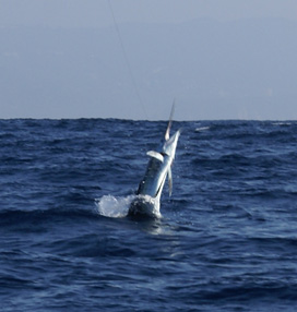 Classic sailfish jumping out of the water! "sailfish,iwenthunting, i went hunting sailfish