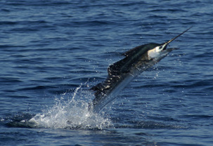 Torpedoing through the air! Sailfish in Meixco, pacific ocean, torpedoing through the air,