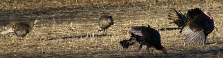 Called in these strutting gobblers utah merriam's turkeys, gobblers, toms strutting, tail fan