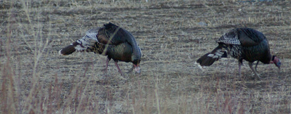 Couple of feeding gobblers utah turkey hunt, merriam's turkeys, gobbler, tom strutting tail fain